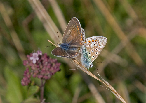 Brown Argus DM0085
